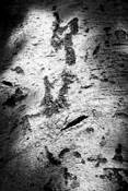 Scarred by Brandon Lee
