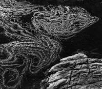 Seaweed by Dennis Fritsche