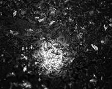 Frost by John Bayler