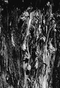 Face in the Wood by Joseph Constantino