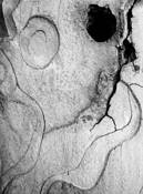 Tree Bark by Mirko Vincic