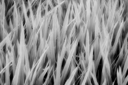 Grasses by Paul Hetzel