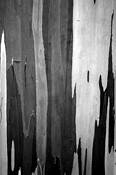 Eucalyptus by Terry Farrugia