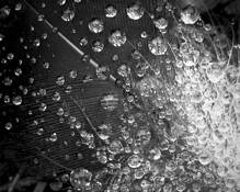 Morning Dew by Zsuzsanna Sterl Hernandez