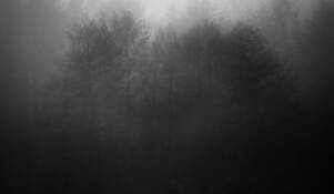 Trees in the Fog by Aaron Marko