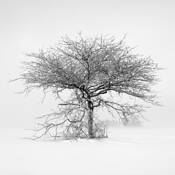 In Wait by Adrian Roland Davis