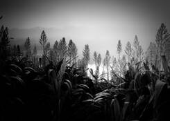 Sunrise Over Witt Place by Blair Foreman