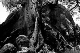 Ceiba Trunk 1 by Blanca Diaz