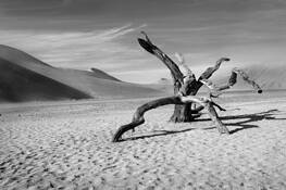 Desert Sculpture by Bob Miller