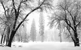 Arching Oaks in Winter by Lane Wilson