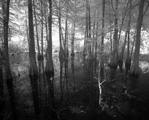 Bayou Breaux Bridge by Linda Holinger