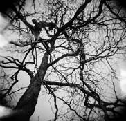 Xylophage I by Luc Laflamme