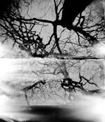 Xylophage II by Luc Laflamme