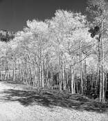Aspen Grove by Charles B. Pfeiffer