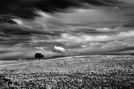 Juniper and Sky by Chris Coffey