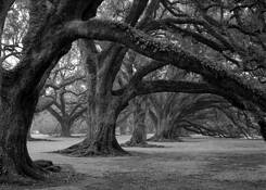 Oak Alley by Chris Coffey