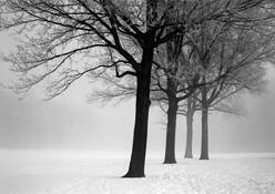 Trees and Ice Fog by Chris Coffey