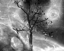 Tree by Rachel Newton