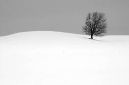 Lone Tree by Randall Nyhof