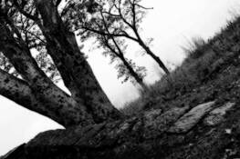 Trees by Rebecca Rothey