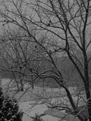 Birds in Winter Trees by Rick Menapace