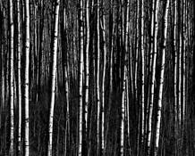 Aspen Trunks by Robert Pohl
