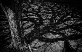 Shadows by Darryl Dalton