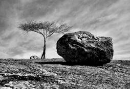 Stone by Kazimierz Salwa