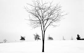 Winter by Ronald Cooley