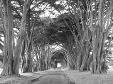 Tree Arch by Teresa Baker