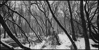 Trees #1 by Shinya Ichikawa