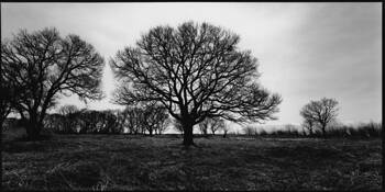 Trees #2 by Shinya Ichikawa