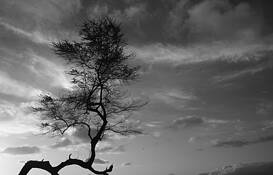 Sunset Tree by Terry Farrugia