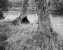 Birch and Grass by Thomas Teich