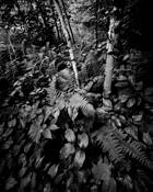 Birch by Thomas Teich