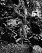 Cliff Wall and Root by Thomas Teich