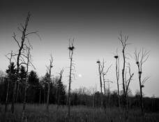 Heron Marsh by Thomas Teich