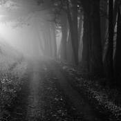 Mystic Fog Trees by Tony Hertz