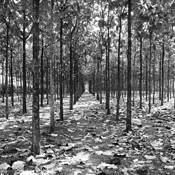 Untitled 24 by Zachary Spira-Bauer