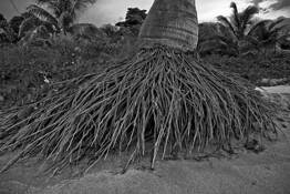 Palm Trunk by Dianne Duenzl