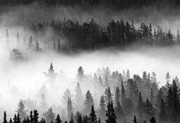 Morningmood by Ellen Semb Hagan