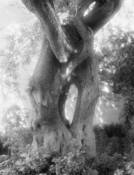 The Embrace by George M. Anderson