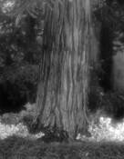 Tree Number 4 by George M. Anderson