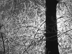 Frost by Joan M. Ladendorf