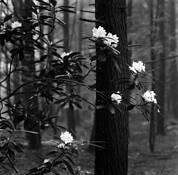 Forest Flowers by Joel Anderson