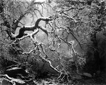 Mystic Forest by Joel Anderson