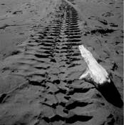 Beach Tracks by John Wilkins