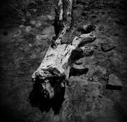 Double Capture by Katherine Burness