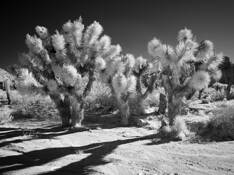 Flowering Joshua Trees by Malcolm Mosher Jr.