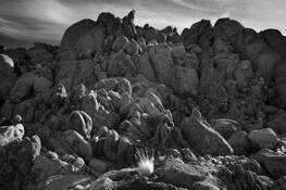 Rock Garden by Malcolm Mosher Jr.